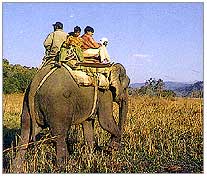 Wildlife, Corbett Rajasthan Tourism